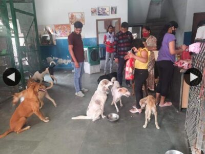 Volunteer with Us: Help Care for Dogs & Cats in Sri Lanka 🐶🐱