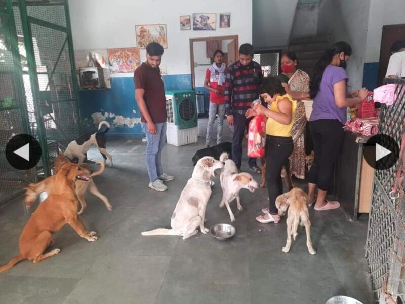 Volunteer with Us: Help Care for Dogs & Cats in Sri Lanka 🐶🐱