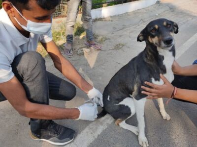 Volunteer with Us: Help Care for Dogs & Cats in Sri Lanka 🐶🐱