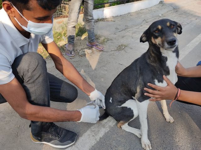 Volunteer with Us: Help Care for Dogs & Cats in Sri Lanka 🐶🐱