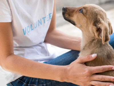 Volunteer with Us: Help Care for Dogs & Cats in Sri Lanka 🐶🐱