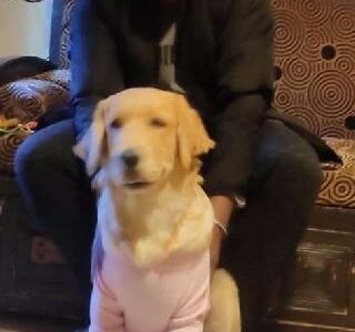 Dog Sitting & Home Helper in a Peaceful Family Setting