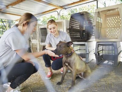 Volunteer with Us: Help Care for Dogs & Cats in Sri Lanka 🐶🐱