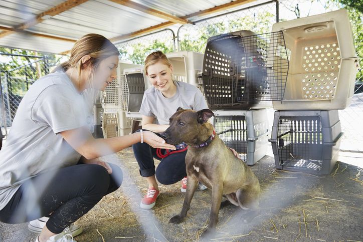 Volunteer with Us: Help Care for Dogs & Cats in Sri Lanka 🐶🐱